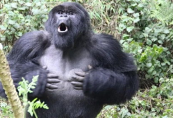 大猩猩交配视频高清,高清交配视频揭秘神秘生活